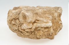 Foto von Stein (NHMW-PRAE-003434e)